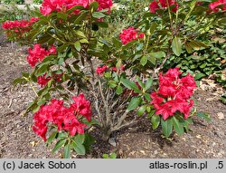 Rhododendron hort. Small Wonder