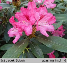 Rhododendron hort. Sneezy