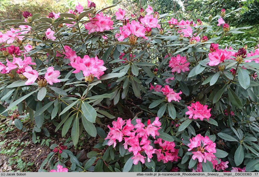 Rhododendron hort. Sneezy