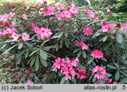 Rhododendron hort. Sneezy