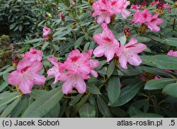 Rhododendron hort. Sneezy