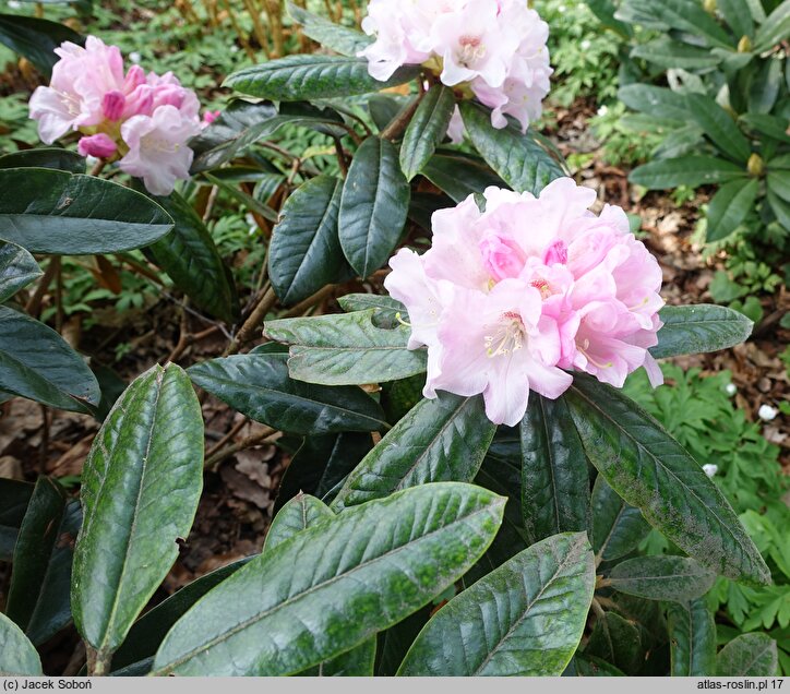 Rhododendron Teddy Bear