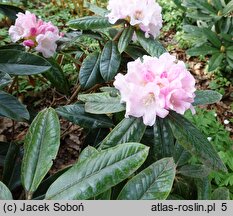 Rhododendron Teddy Bear