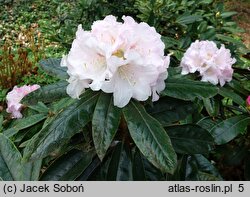 Rhododendron hort. Teddy Bear