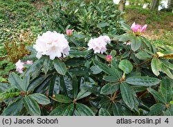 Rhododendron hort. Teddy Bear