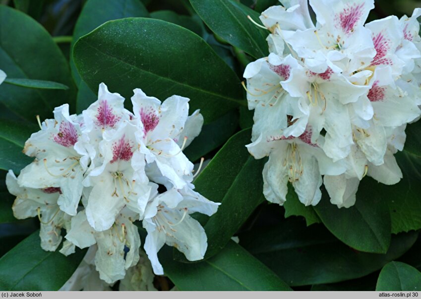 Rhododendron Textor