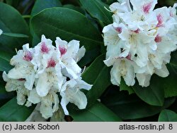 Rhododendron hort. Textor