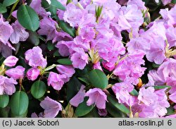 Rhododendron Vater Böhlje