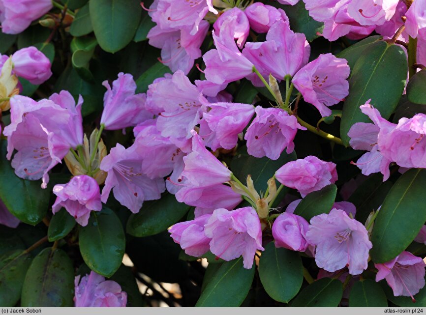 Rhododendron hort. Vater Böhlje