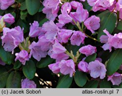 Rhododendron Vater Böhlje