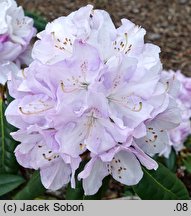 Rhododendron hort. Viola