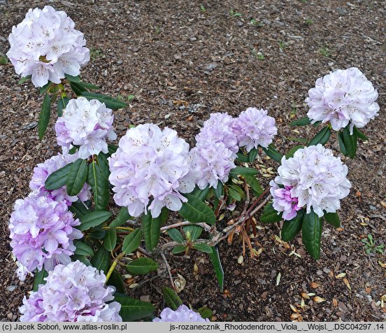 Rhododendron hort. Viola