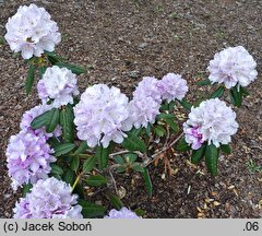 Rhododendron Viola