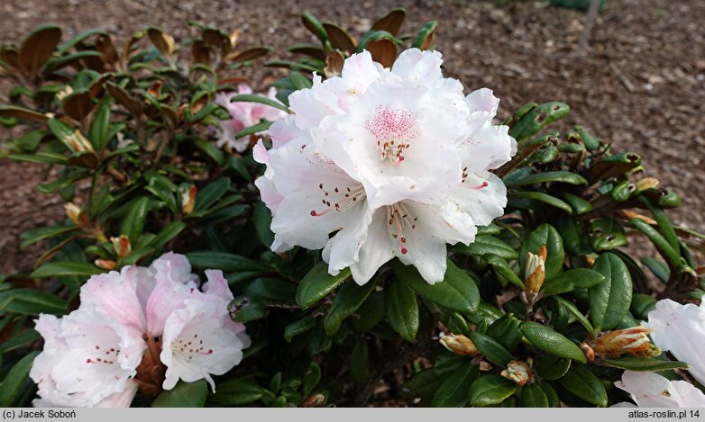 Rhododendron Web's Bee