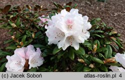 Rhododendron hort. Web's Bee