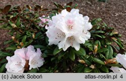 Rhododendron Web's Bee