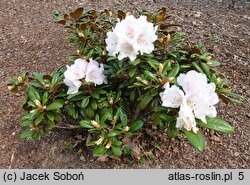 Rhododendron hort. Web's Bee