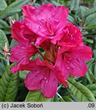 Rhododendron hort. Weinlese