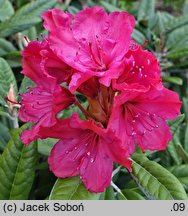 Rhododendron Weinlese