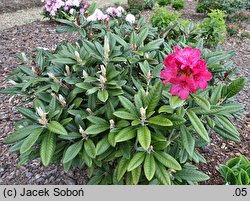Rhododendron hort. Weinlese