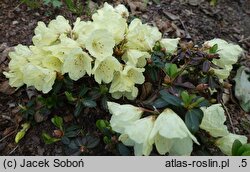Rhododendron hort. Wren