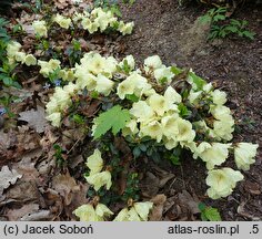 Rhododendron hort. Wren