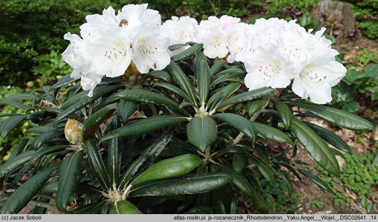 Rhododendron hort. Yaku Angel