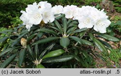 Rhododendron hort. Yaku Angel