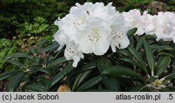 Rhododendron hort. Yaku Angel