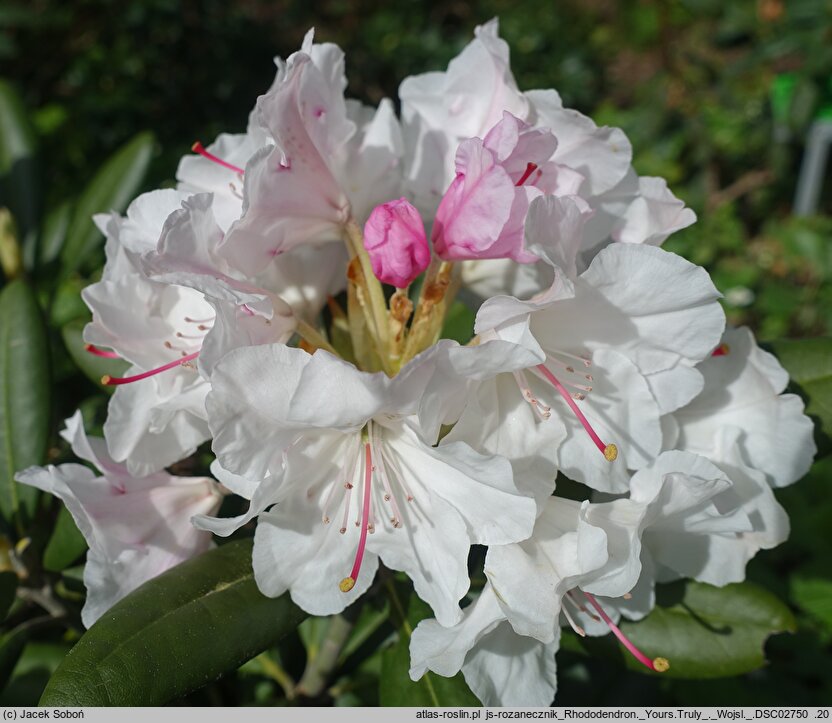 Rhododendron hort. Yours Truly