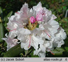 Rhododendron hort. Yours Truly