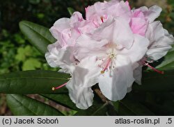 Rhododendron hort. Yours Truly