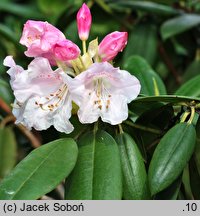 Rhododendron anwheiense