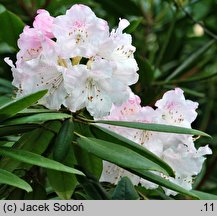 Rhododendron anwheiense