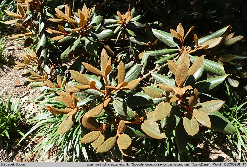 Rhododendron bureavii × pachysanthum Rusty Dane
