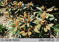 Rhododendron bureavii × pachysanthum Rusty Dane