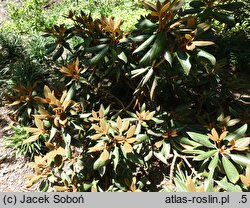 Rhododendron bureavii × pachysanthum Rusty Dane