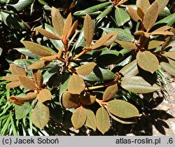 Rhododendron bureavii × pachysanthum Rusty Dane