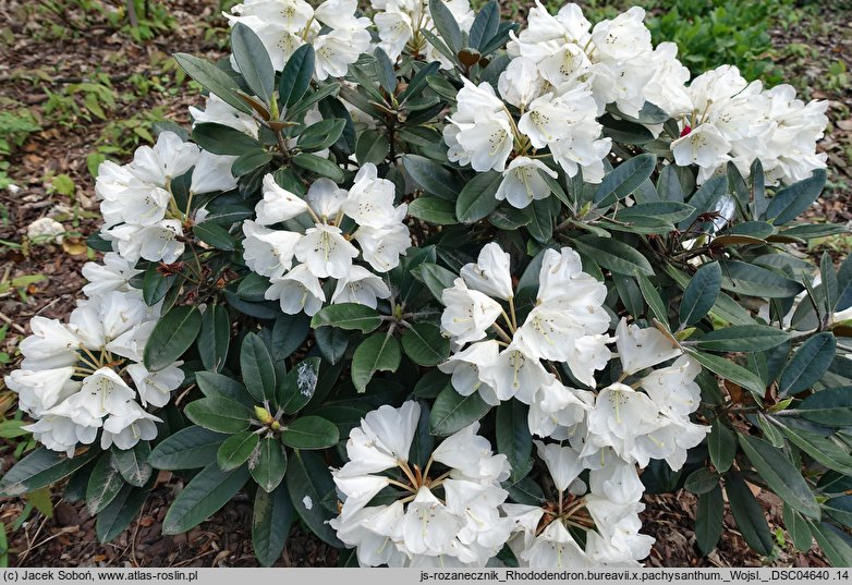 Rhododendron bureavii × pachysanthum