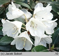 Rhododendron bureavii × pachysanthum