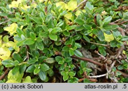 Rhododendron keleticum (różanecznik powabny)