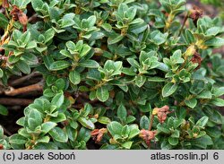 Rhododendron calostrotum ssp. keleticum