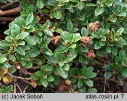 Rhododendron keleticum (różanecznik powabny)