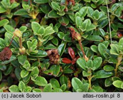 Rhododendron calostrotum ssp. keleticum