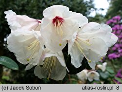 Rhododendron campylocarpum