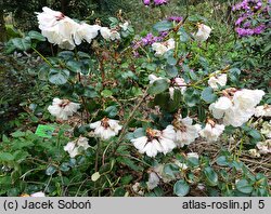 Rhododendron campylocarpum