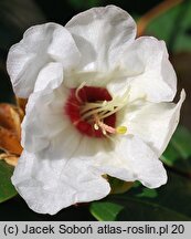 Rhododendron campylocarpum