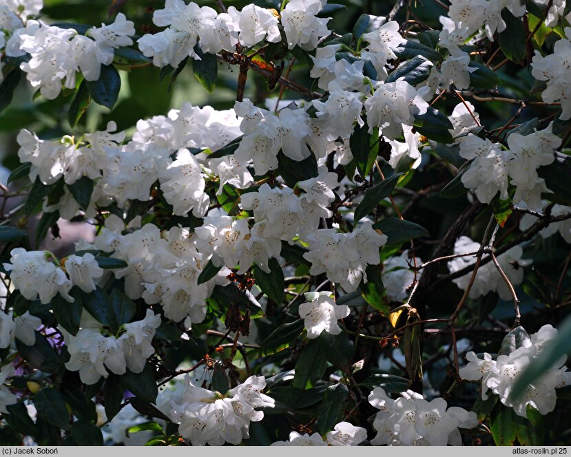 Rhododendron hort. Dora Amateis