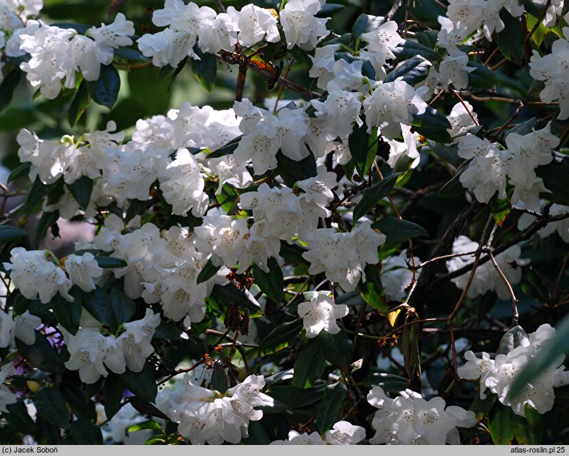 Rhododendron Dora Amateis