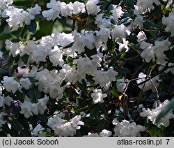 Rhododendron hort. Dora Amateis